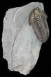 Flexicalymene Trilobite - Ohio #57858-1